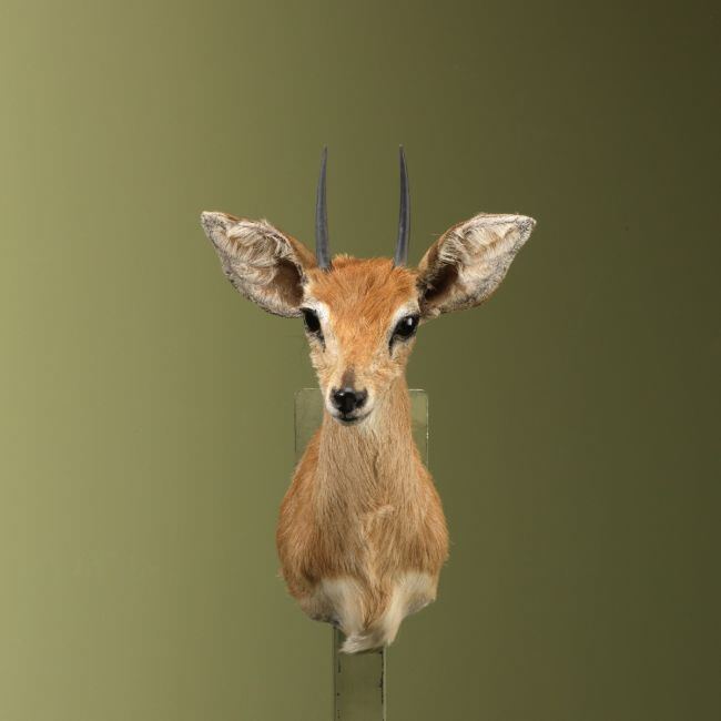 4669 Steenbokantilope