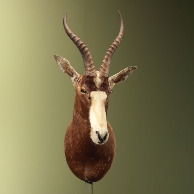 4781 Blesbok Vintage