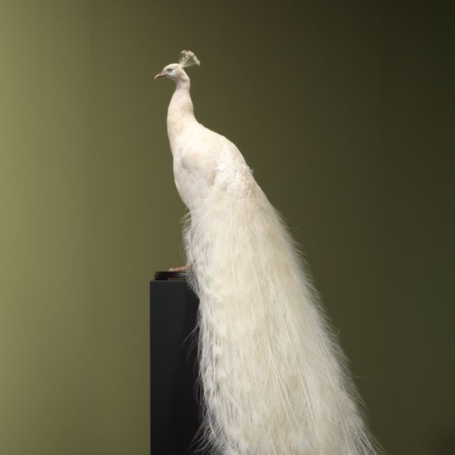 4792 Witte Pauw