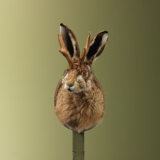 4856 Knert Jackalope