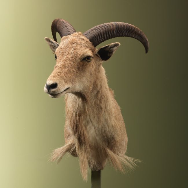 4871 Manenschaap