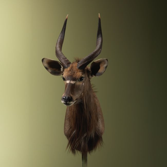 4889 Nyala