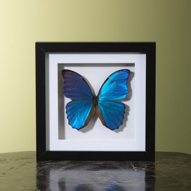 0000 Morpho in Lijst