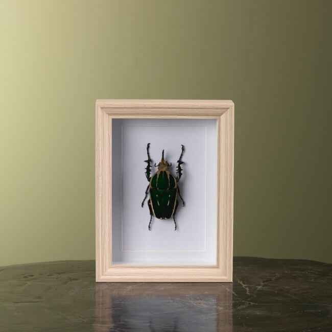 0000 Mecynorhina Kever in Lijst